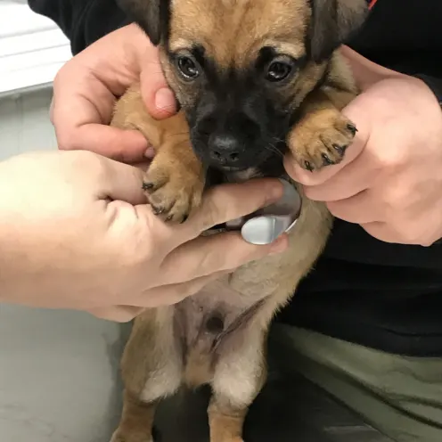 Small brown and tan puppy on exam table
