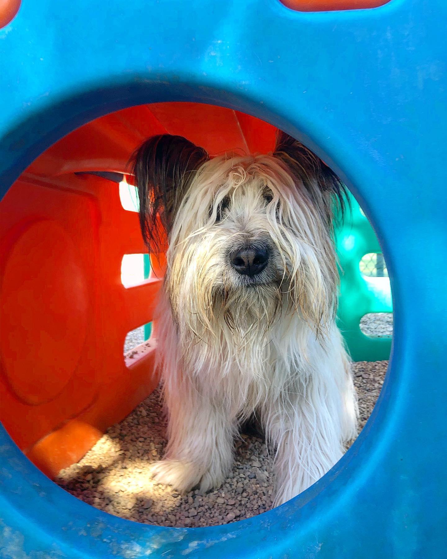 Dog in Playset