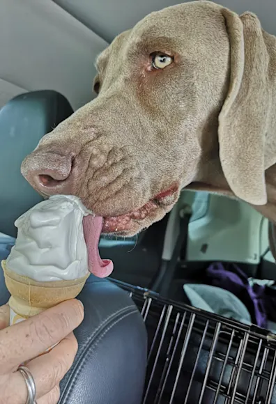 Dog eating ice cream