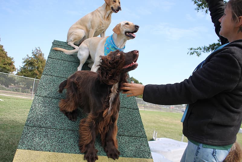 Dogs on ramp paying attention to staff member