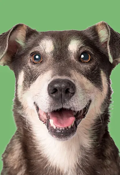 dog smiling with green background dog smiling with green background