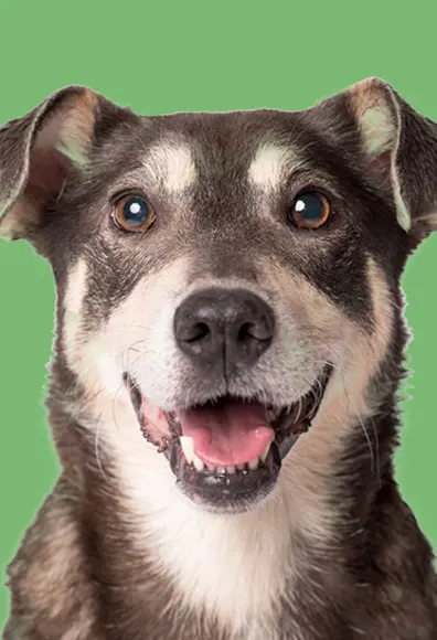 dog smiling with green background