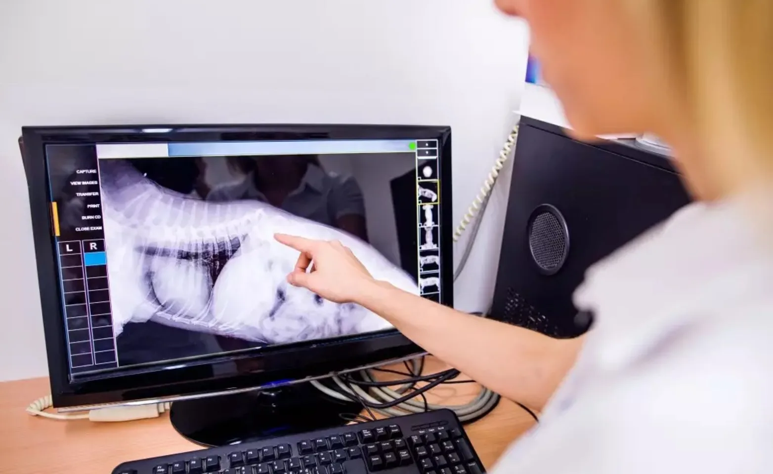 Veterinarian examining an x ray on a computer monitor Veterinarian examining an x ray on a computer monitor
