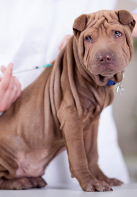 Veterinarian Giving a Brown Dog a Shot