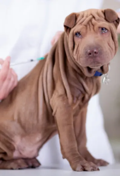Veterinarian Giving a Brown Dog a Shot Veterinarian Giving a Brown Dog a Shot
