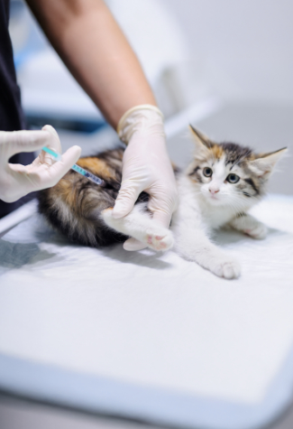 Kitten Receiving Vaccination Shot
