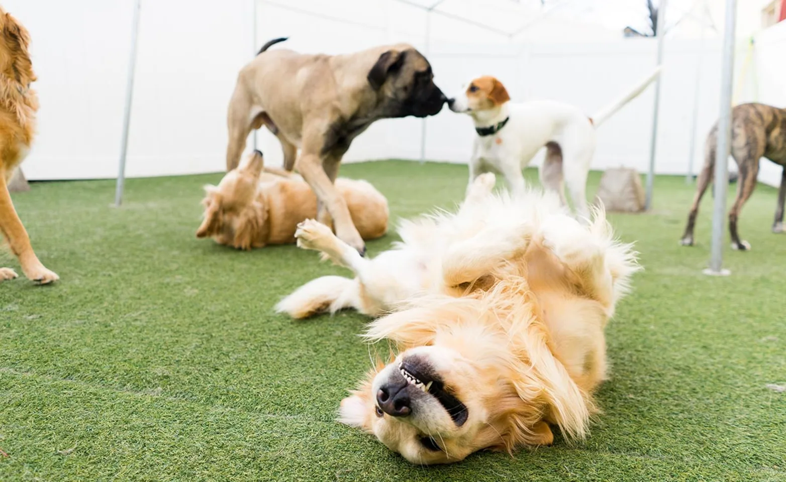 Dogs playing at No Leash Neeeded Dogs playing at No Leash Neeeded