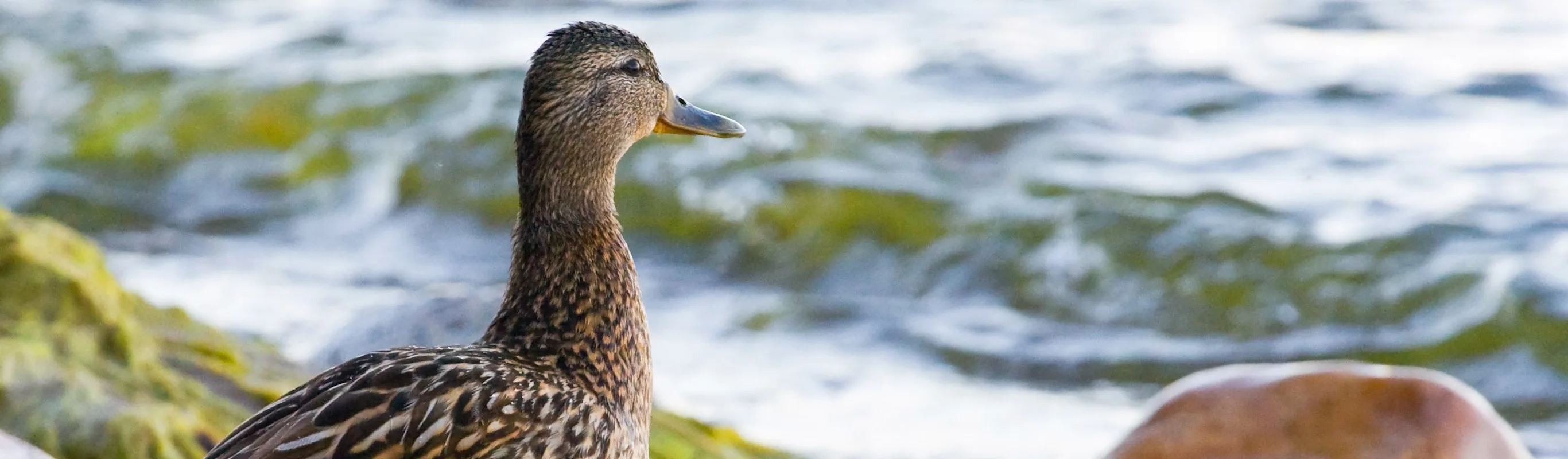 Duck by the ocean