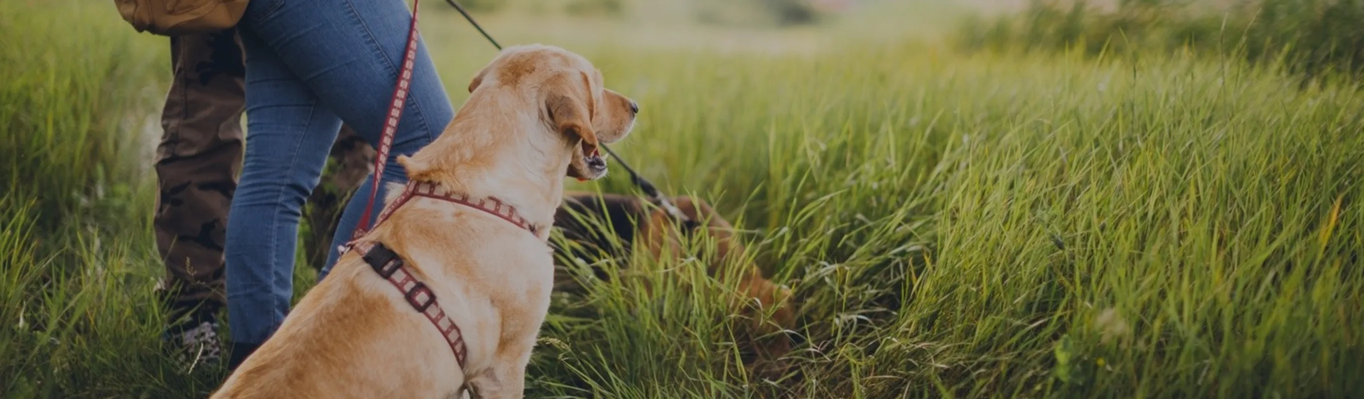 Owners with dog standing in grass Owners with dog standing in grass