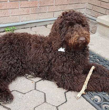 Brown dog with stick
