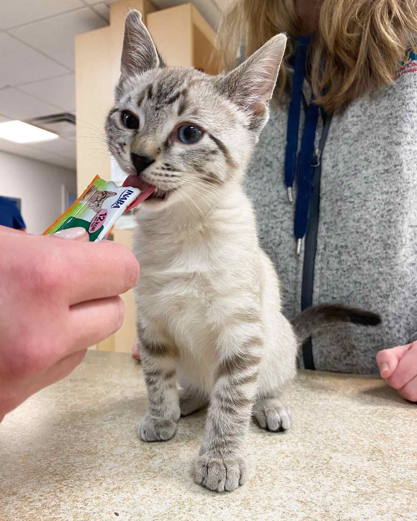 Kitten drink juice pack