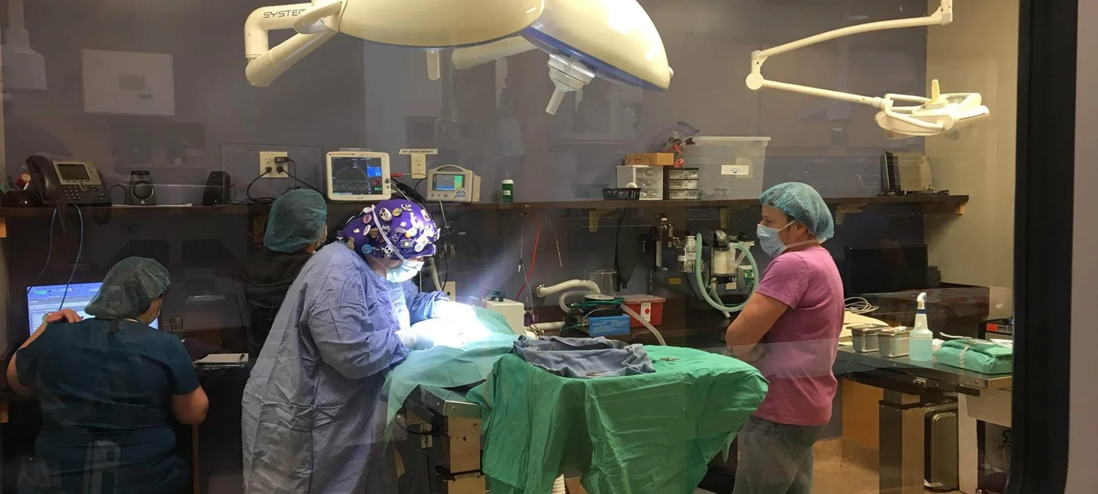 Staff performing surgery on a pet Staff performing surgery on a pet