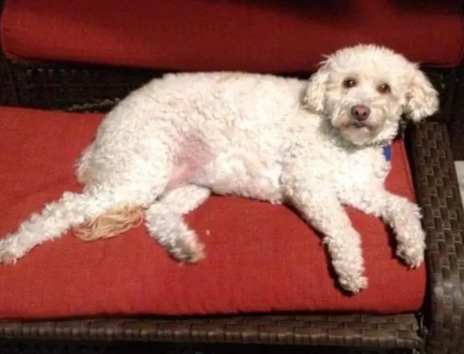 Lulu Belle the dog laying on a red couch Lulu Belle the dog laying on a red couch