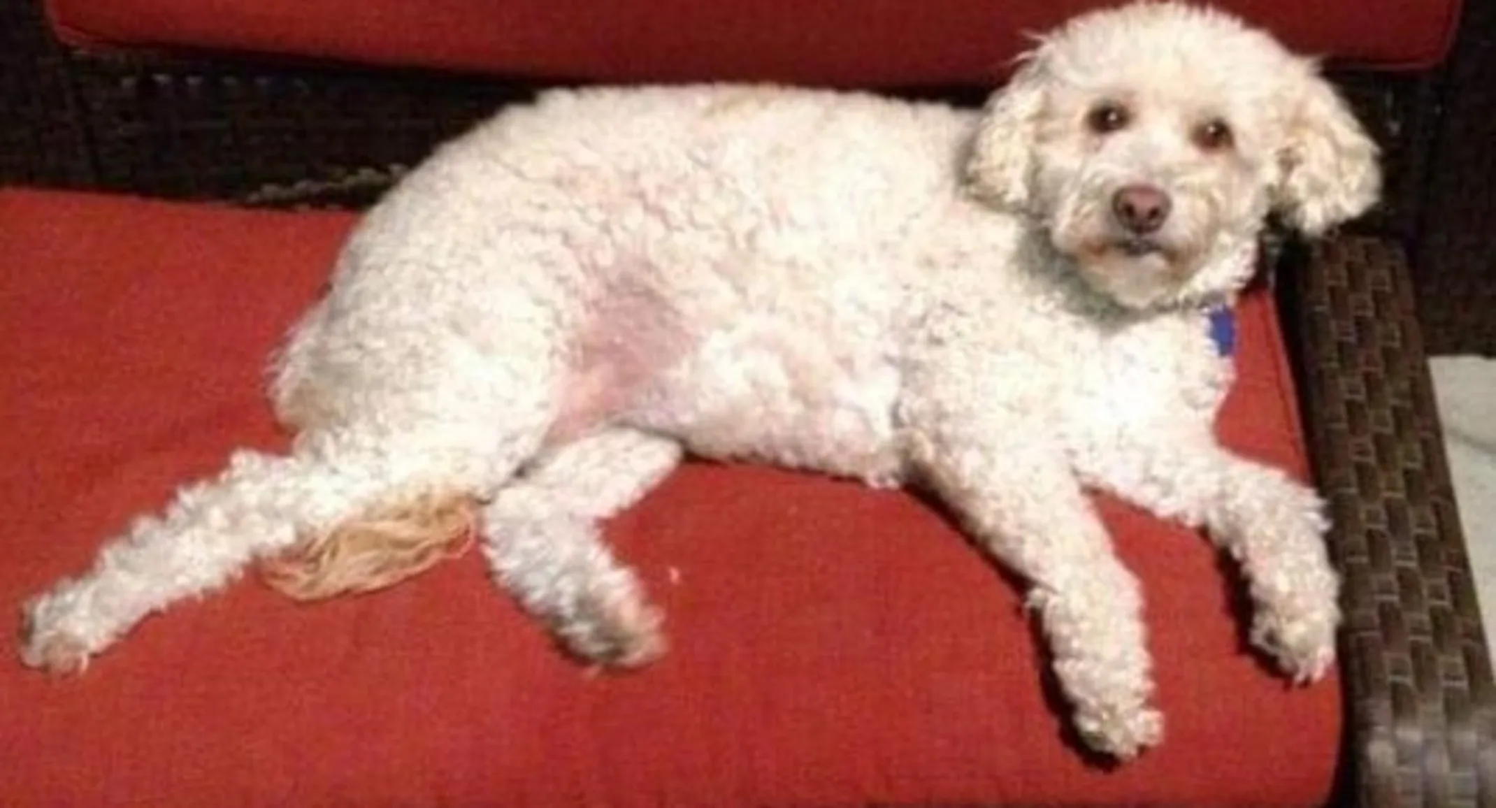 Lulu Belle the dog laying on a red couch Lulu Belle the dog laying on a red couch