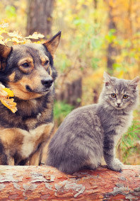 Dog and cat in nature