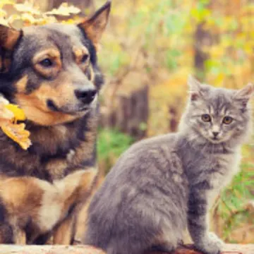 Dog and cat in nature Dog and cat in nature
