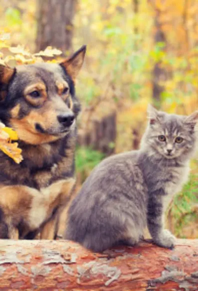 Dog and cat in nature Dog and cat in nature