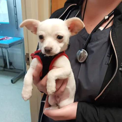 little dog little dog