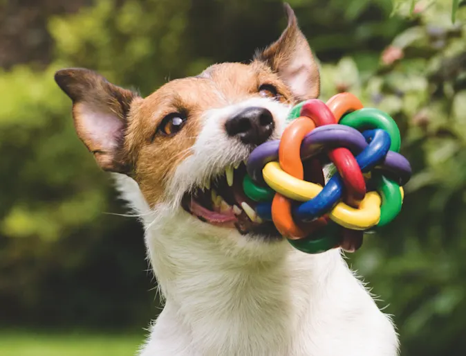 dog with toy in mouth