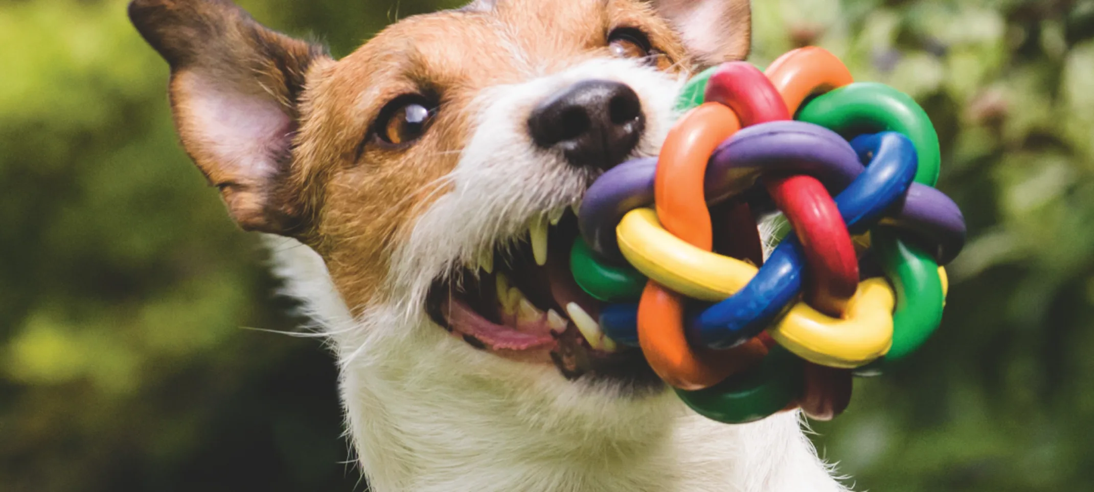 dog with toy in mouth dog with toy in mouth