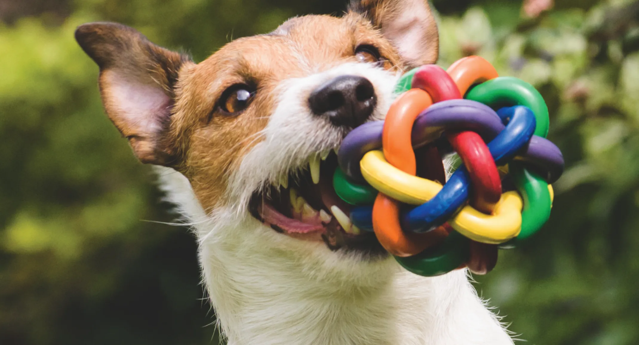 dog with toy in mouth dog with toy in mouth
