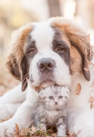 Large dog and kitten laying in leaves in a rural setting Large dog and kitten laying in leaves in a rural setting
