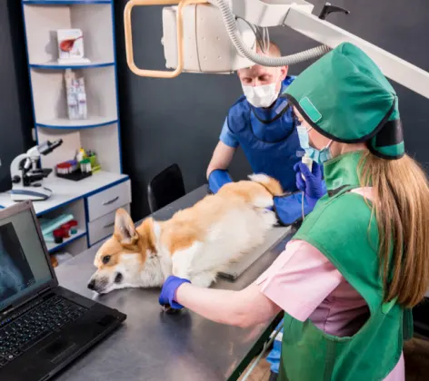 Two Veterinarians with a Corgi (Dog) Taking an X-Ray