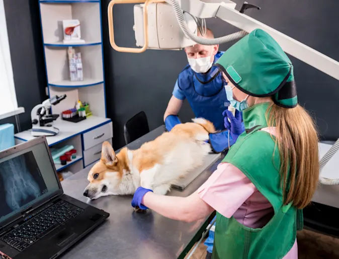 Two Veterinarians with a Corgi (Dog) Taking an X-Ray Two Veterinarians with a Corgi (Dog) Taking an X-Ray