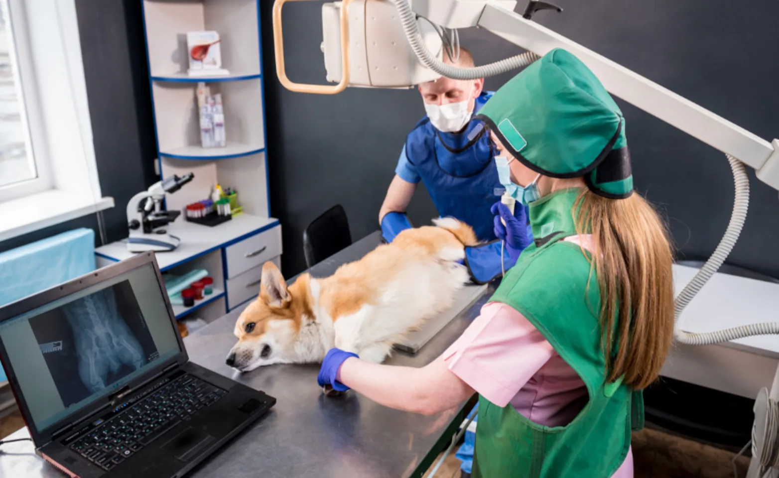 Two Veterinarians with a Corgi (Dog) Taking an X-Ray