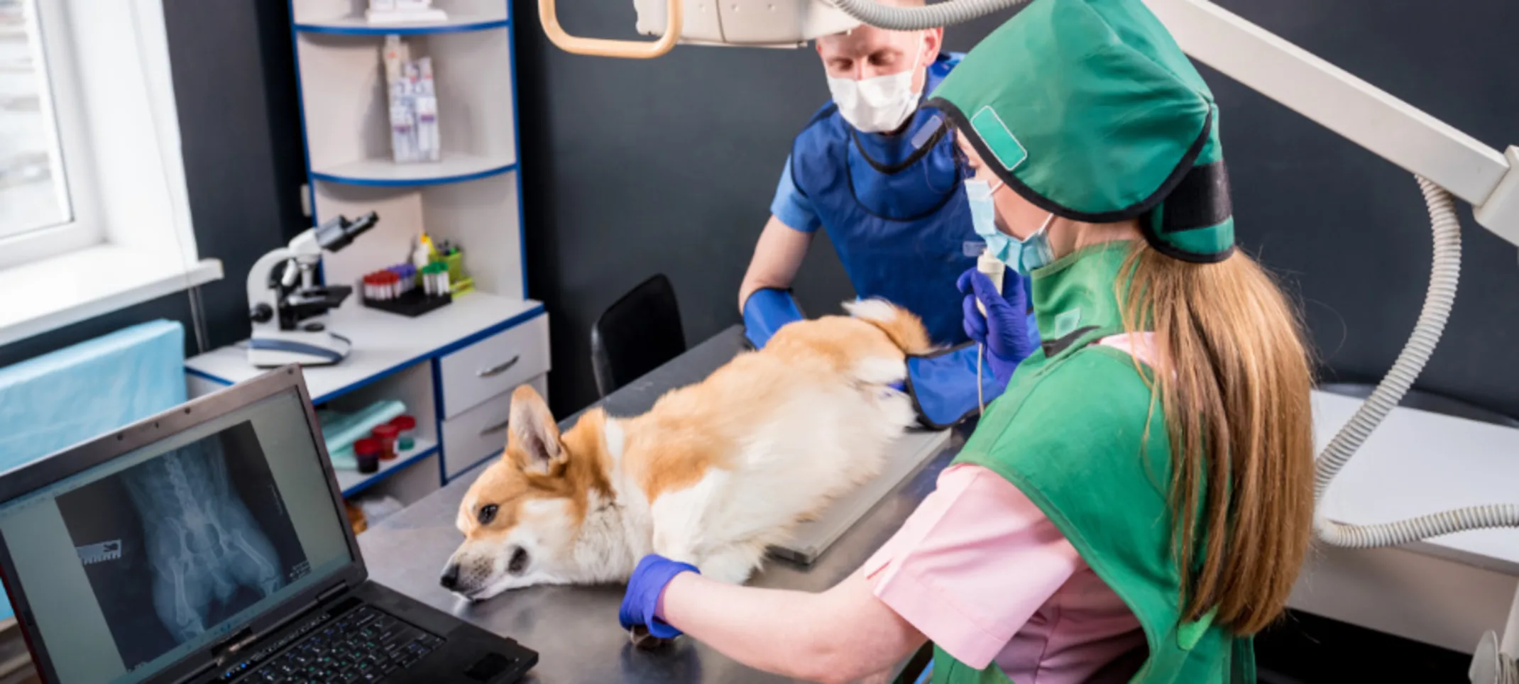 Two Veterinarians with a Corgi (Dog) Taking an X-Ray