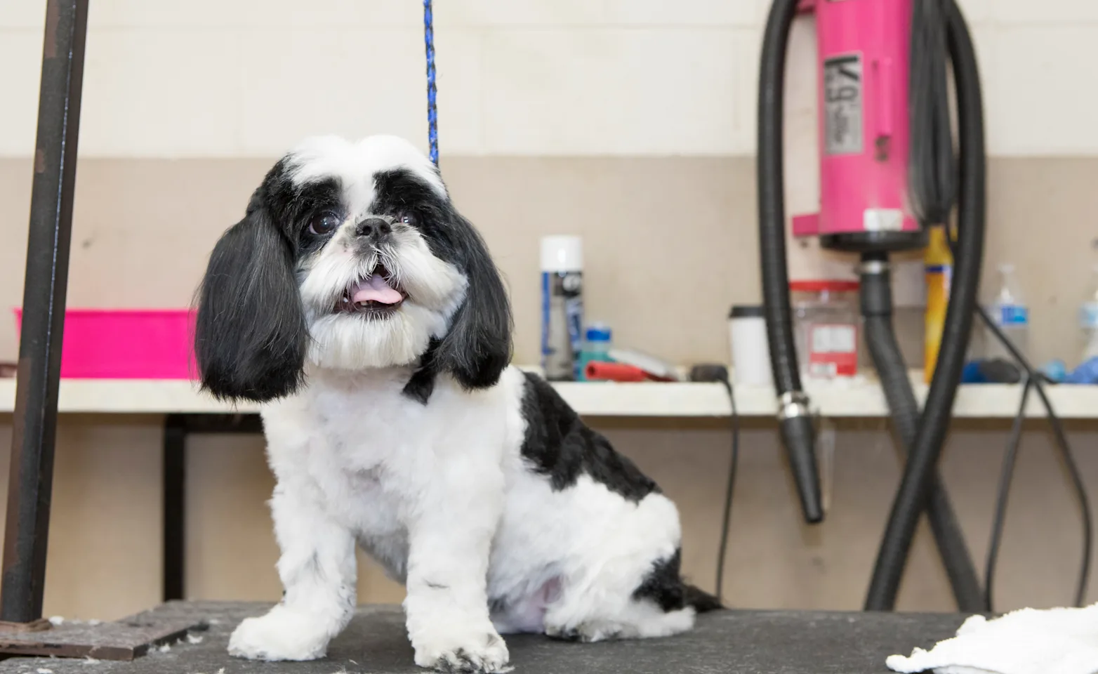 Dog getting hair cut at Canine Country Club & Feline Inn Dog getting hair cut at Canine Country Club & Feline Inn