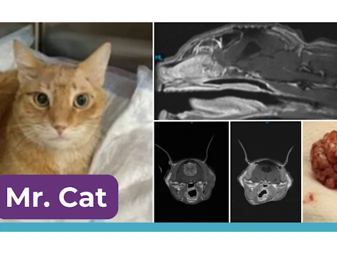 Surgical Treatment of an Intracranial Meningioma in a Cat Surgical Treatment of an Intracranial Meningioma in a Cat