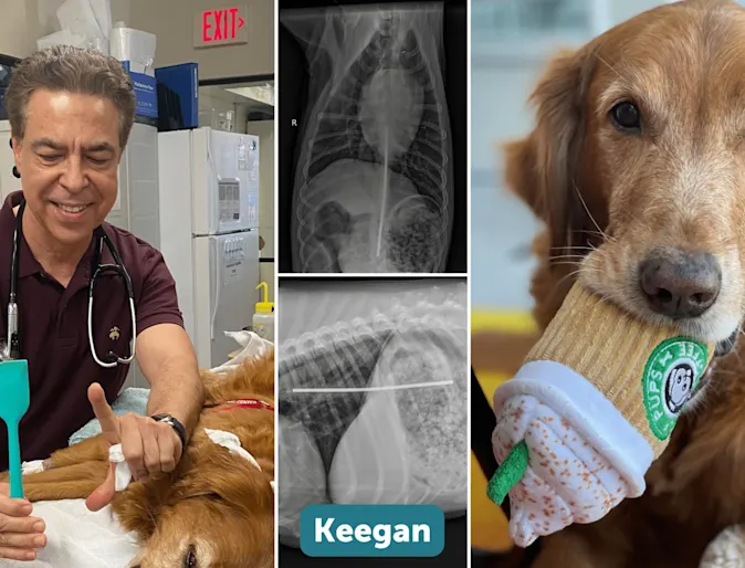 Collage of Keegan receiving care, x-rays, and Keegan holding a toy in his mouth Collage of Keegan receiving care, x-rays, and Keegan holding a toy in his mouth