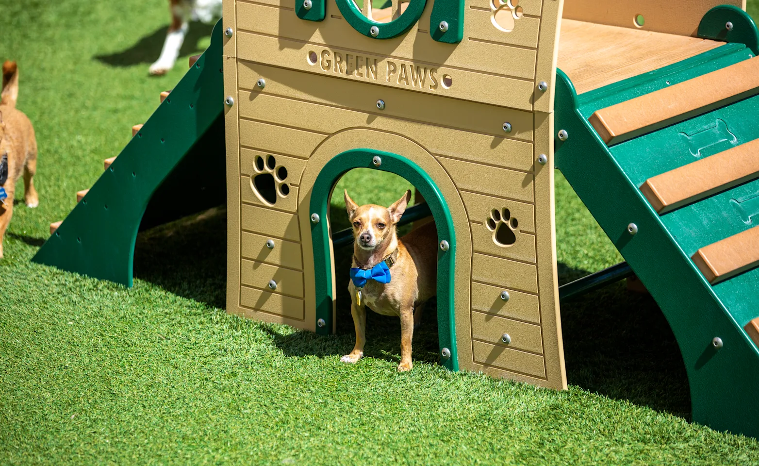 dog in the house at Doggie District dog in the house at Doggie District