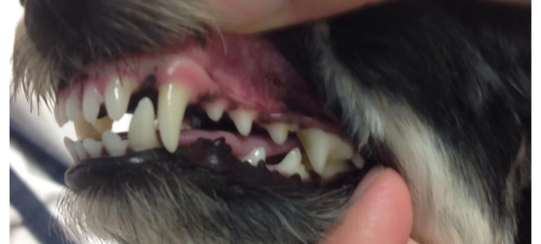 Person showing a dog's teeth