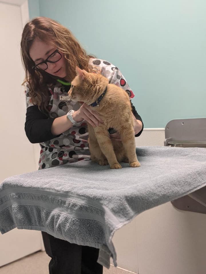 Orange tabby cat is getting a checkup from one of the staff members on the table.