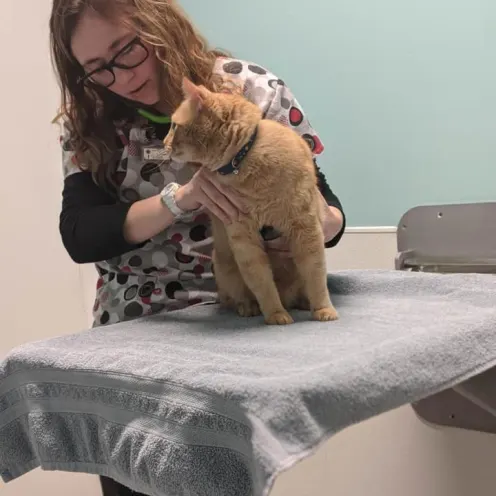 Orange tabby cat is getting a checkup from one of the staff members on the table.