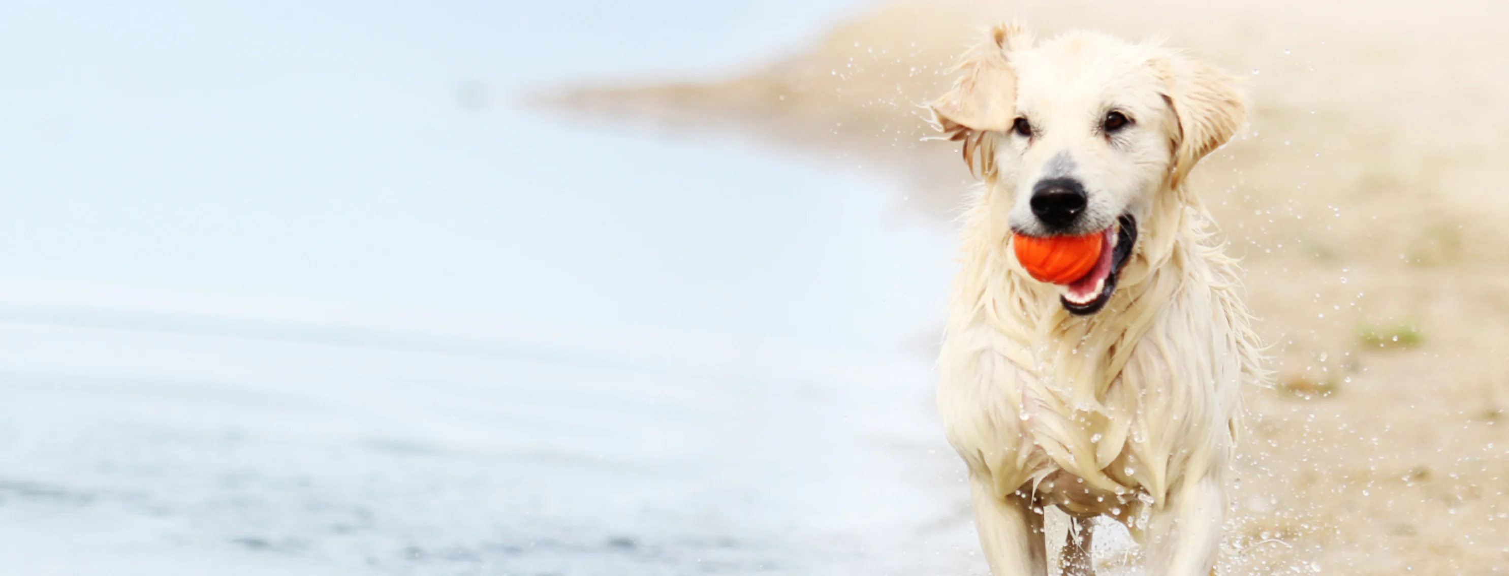 Dog Running on the Beach with a Red Ball Dog Running on the Beach with a Red Ball