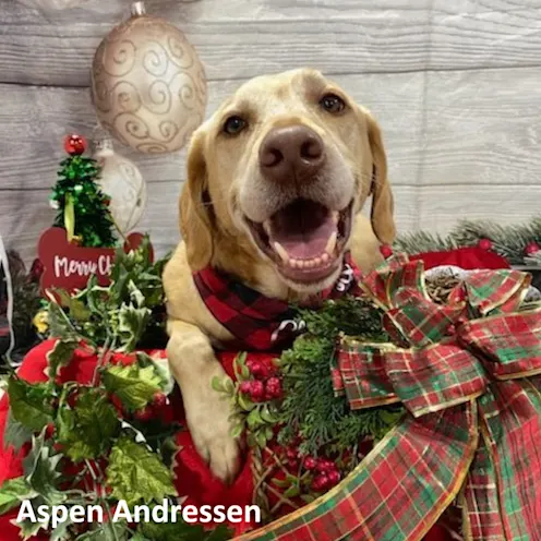 Aspen Andressen Aspen Andressen