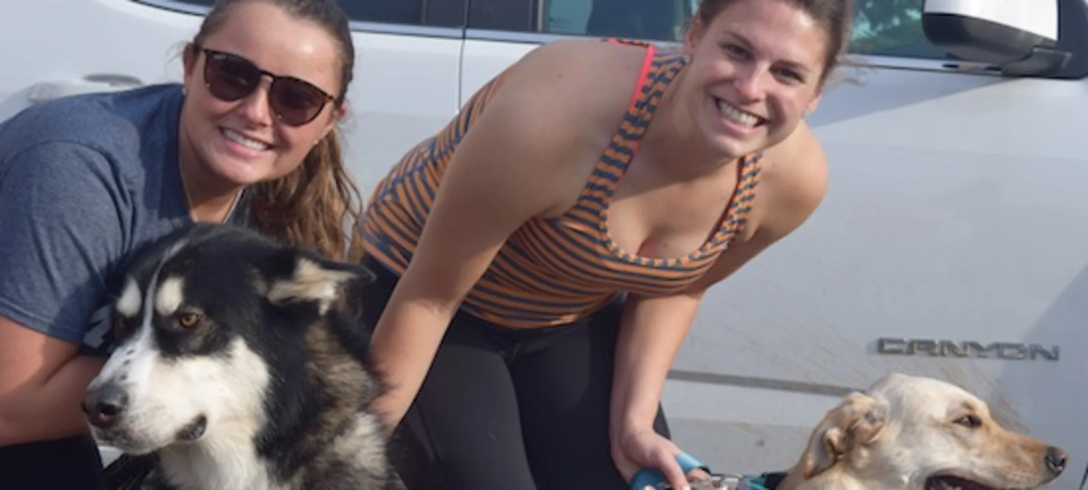 Staff with two dogs Staff with two dogs