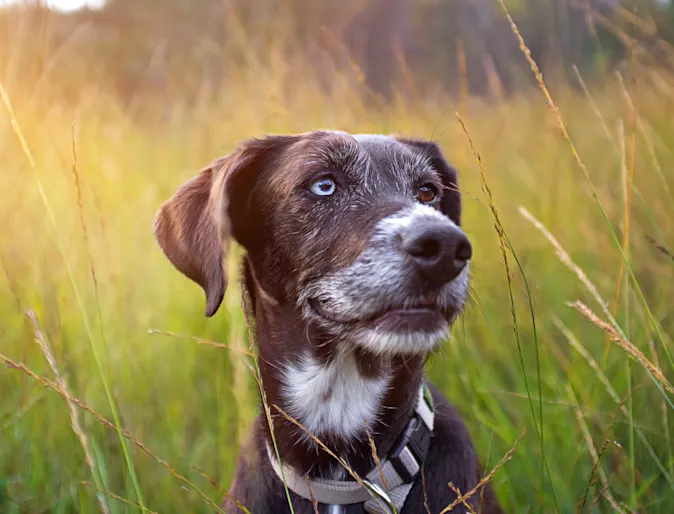 Black dog with brown and grey heterochromia eyes in high grass field Black dog with brown and grey heterochromia eyes in high grass field