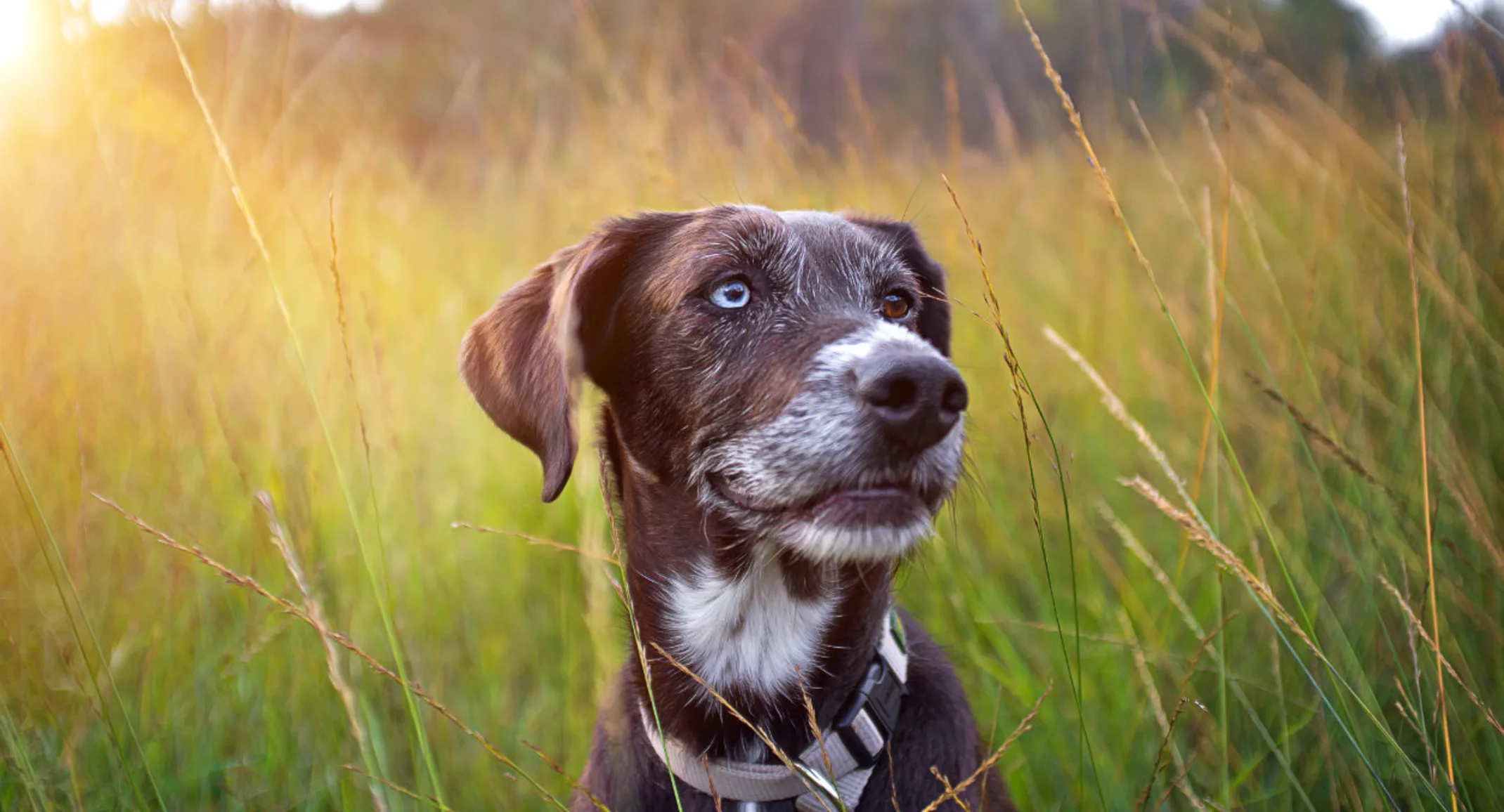 Black dog with brown and grey heterochromia eyes in high grass field Black dog with brown and grey heterochromia eyes in high grass field