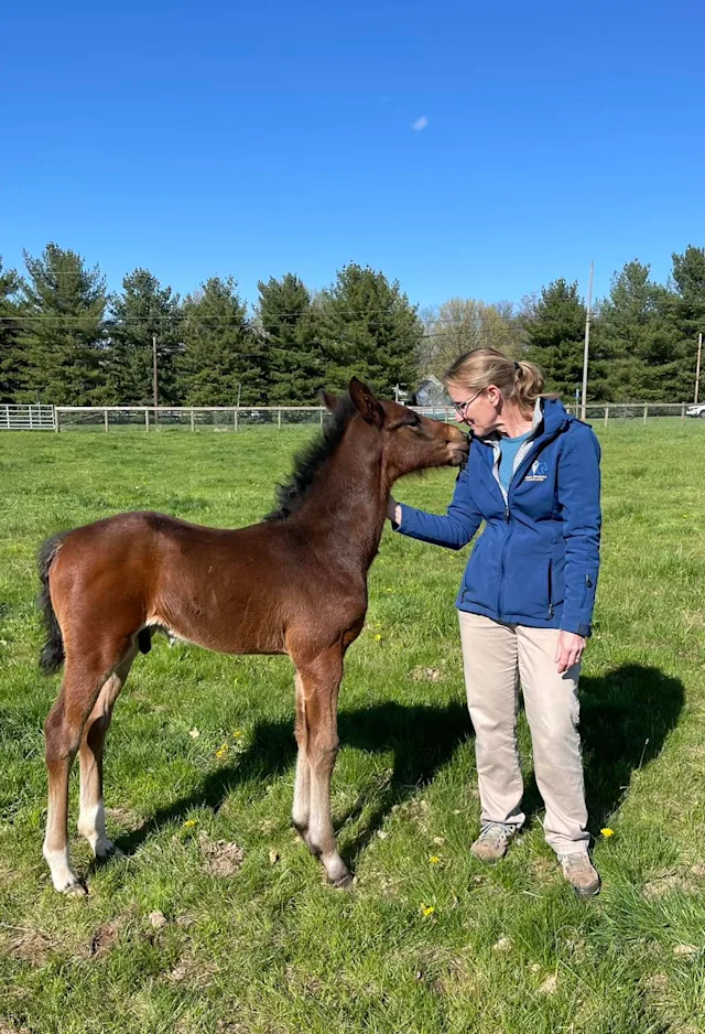 Woman with a foal. Woman with a foal.