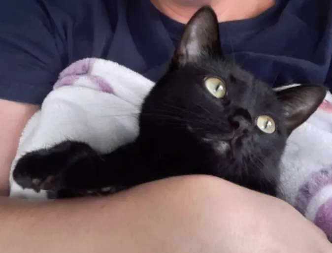 A black cat with green eyes wrapped snuggly in a blanket and being held by someone