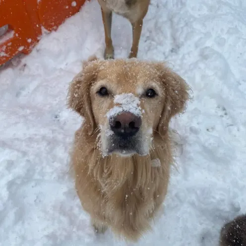 Brown Dogs Playing in the Snow