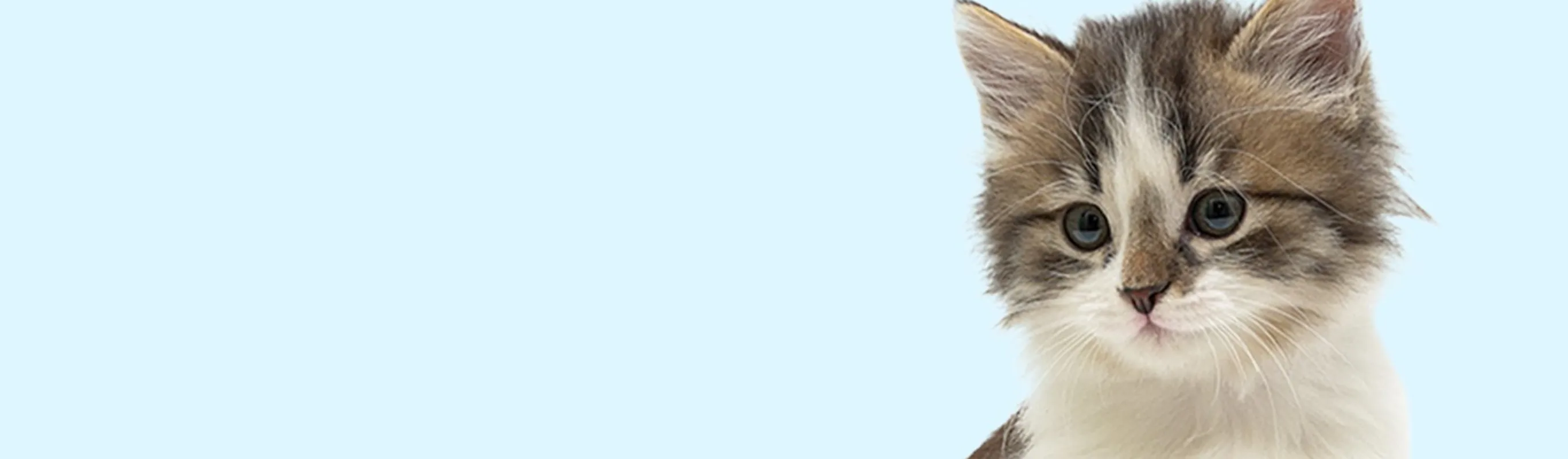 Cat Cat