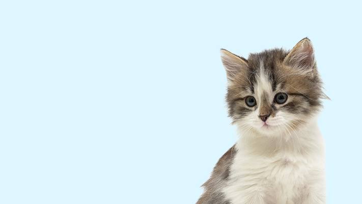 NVA Studio Cat Kitten Sitting LightBlue Right ?fit=fill&fm=jpg&fl=progressive&h=400&w=1366&q=72