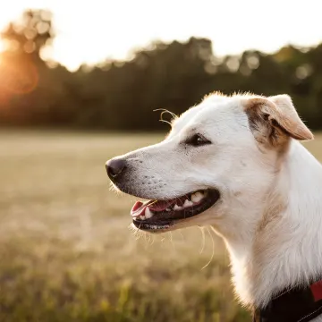 White dog siting in a green field, smiling, while the sun set's on him or her. 