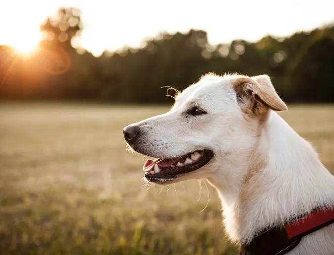 White dog siting in a green field, smiling, while the sun set's on him or her. 