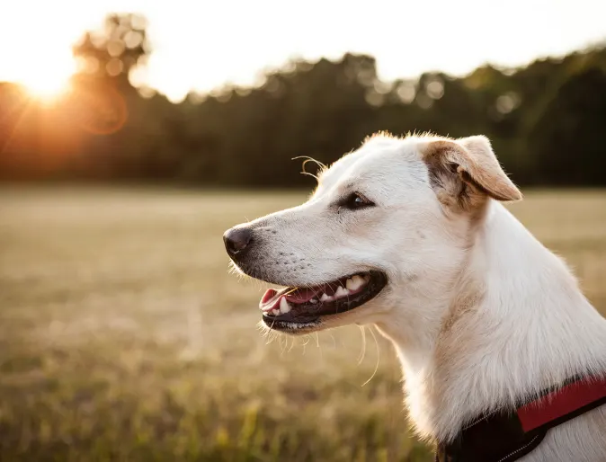 White dog siting in a green field, smiling, while the sun set's on him or her. White dog siting in a green field, smiling, while the sun set's on him or her.